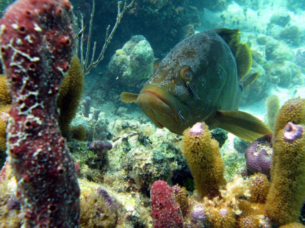 At Windsong On The Reef Hotel The Bight Settlements