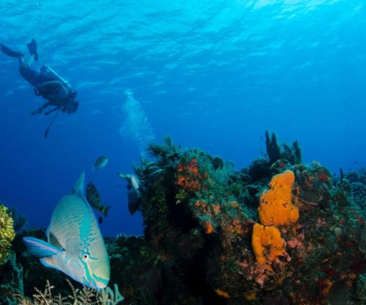 Resort Golden Rock Dive And Nature Oranjestad (Sint Eustatius)