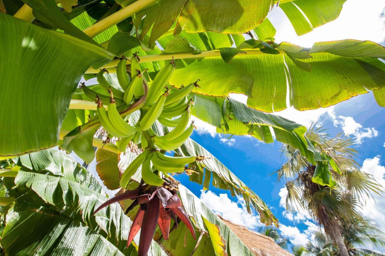The Mastic Cana Luxury Holiday home *
