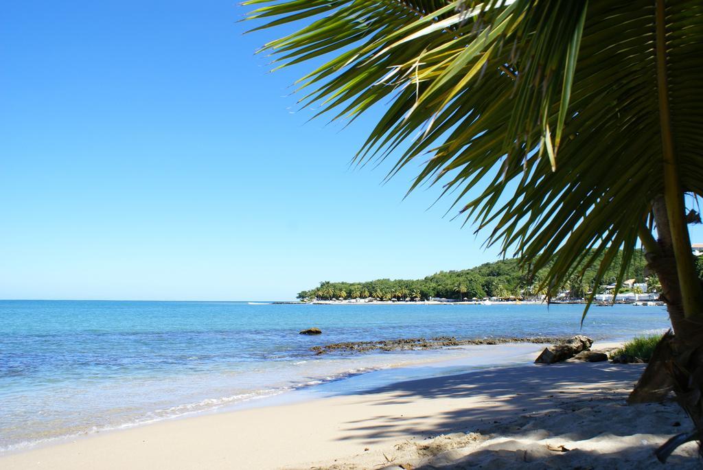 Lodge Palm *