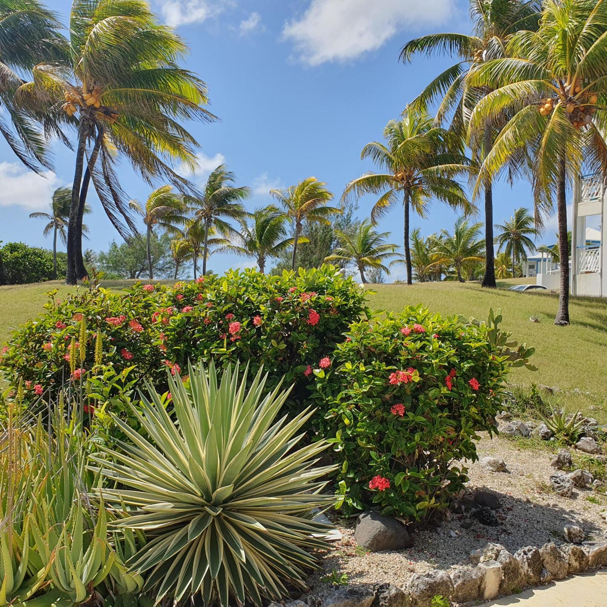 Paradis 3* * Saint-Francois (Grande-Terre)