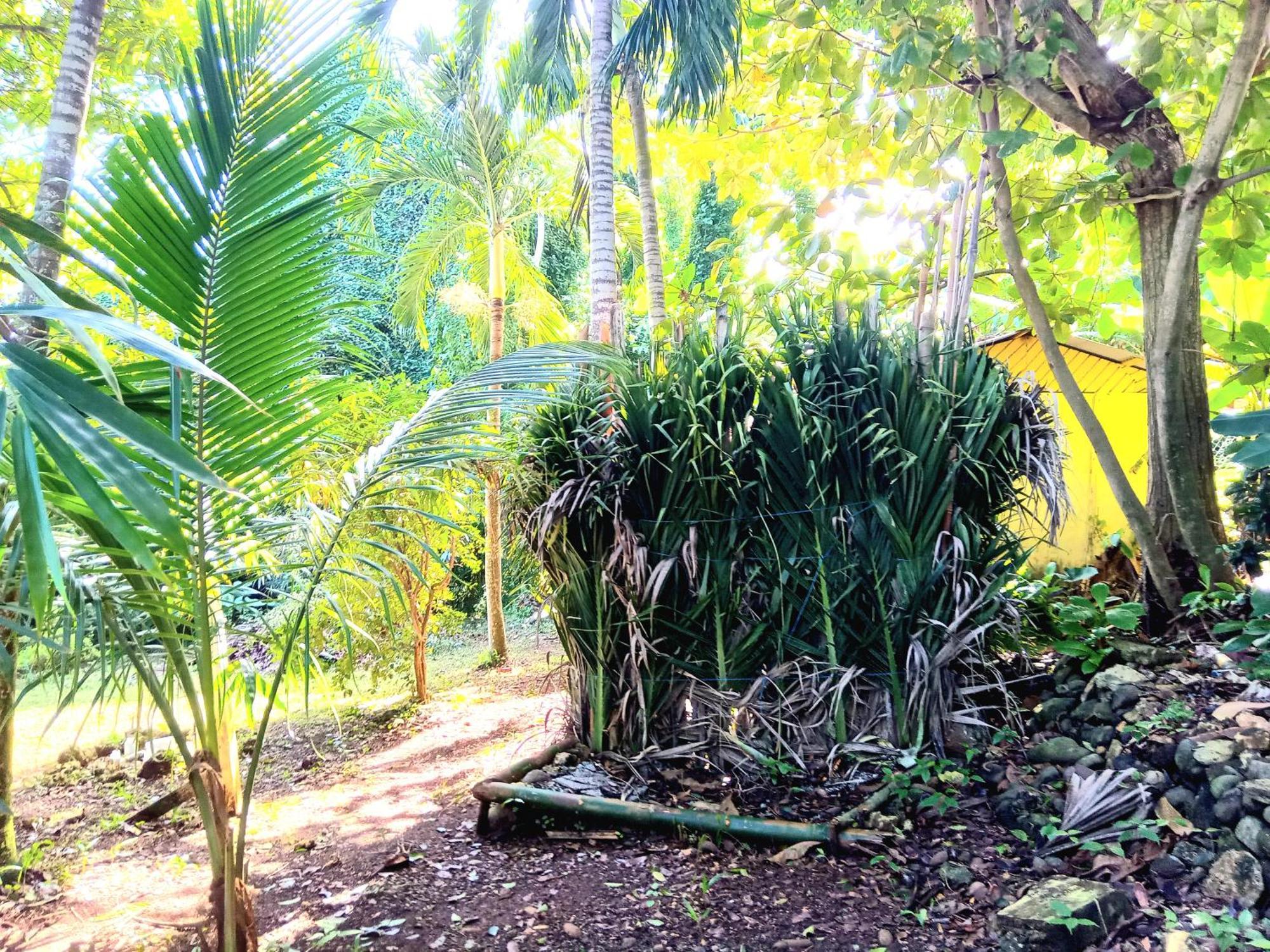 La Familia And Natural Farm Resort Port Antonio