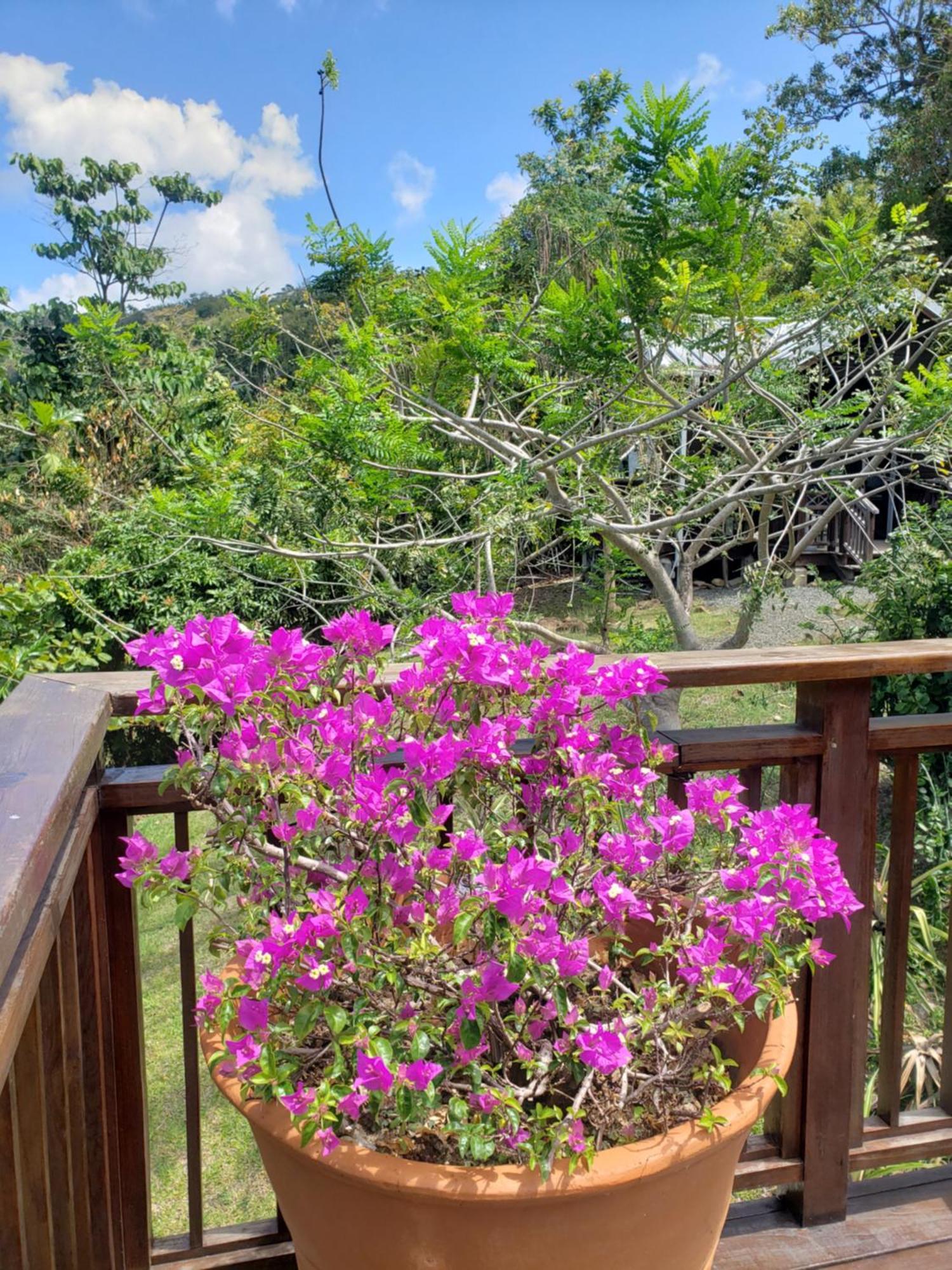 Memwa * Castries