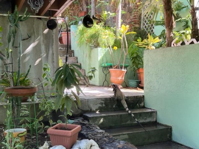 The Iguana * Charlotte Amalie