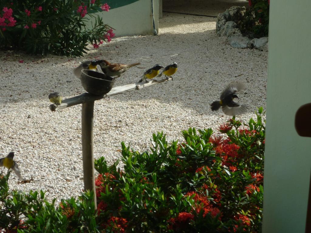 Bon Bini Curacao * Lagun