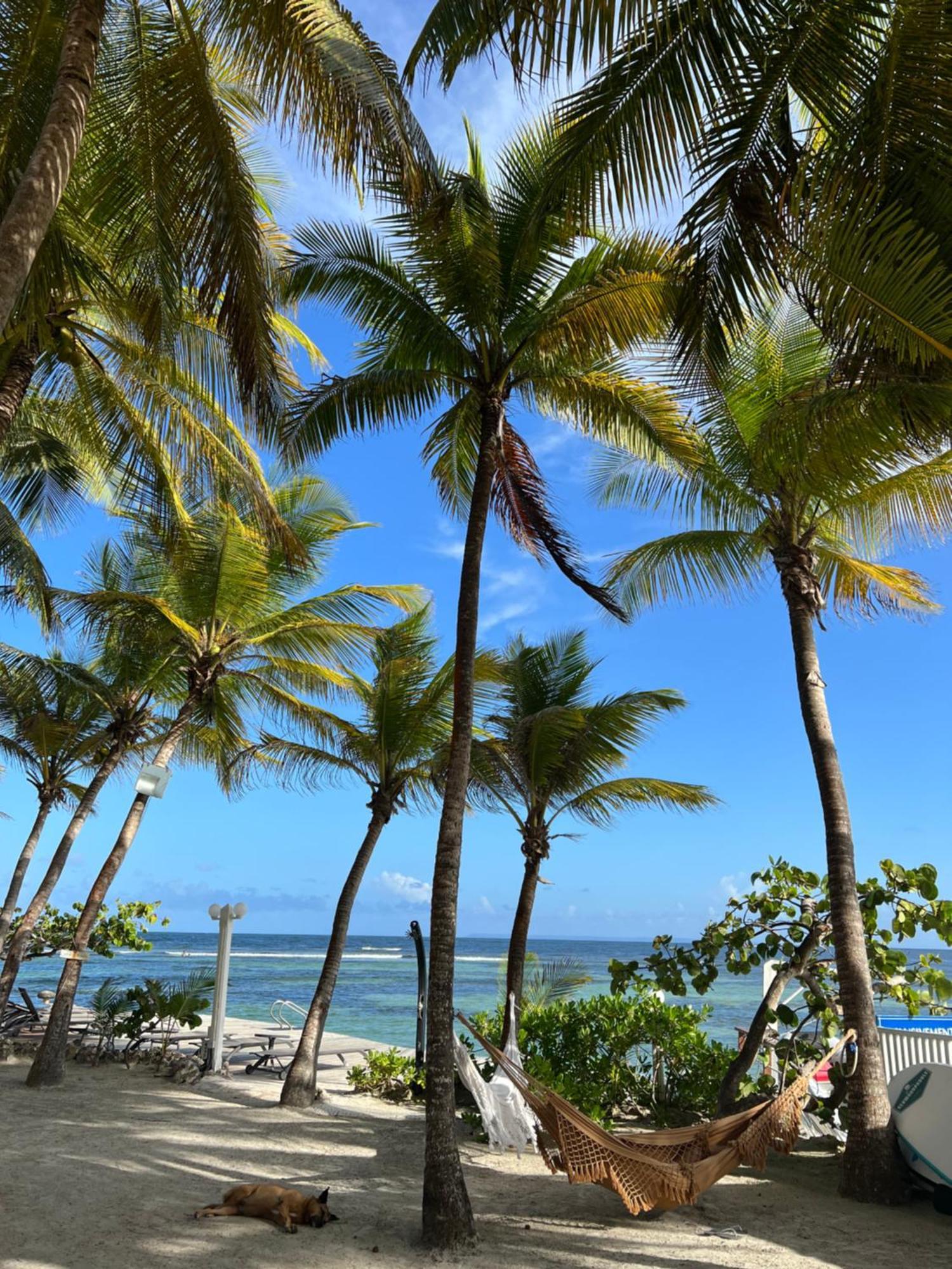 Apartment Guadeloupe- Saint-francois- Anse Des Rochers - Quart De Etage - Vue Mer- 4 Personnes - Lit Bebe Sur Demande - Citerne Et Wifi Prives -animaux Ok-acces Direct -apnee Bien-etre Experience Sur Demande Avec Instructeur A
