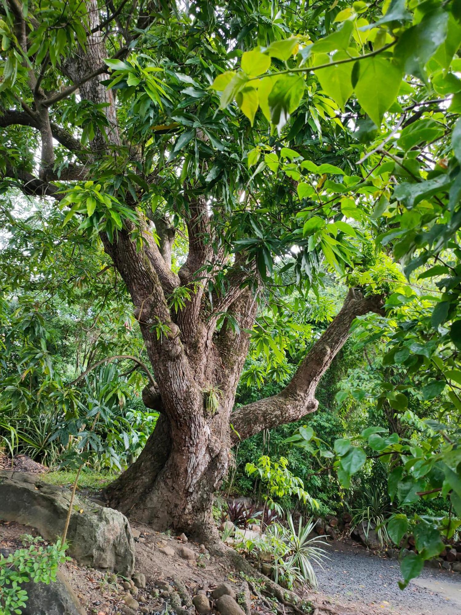 Au Vieux Manguier Casa de férias Deshaies