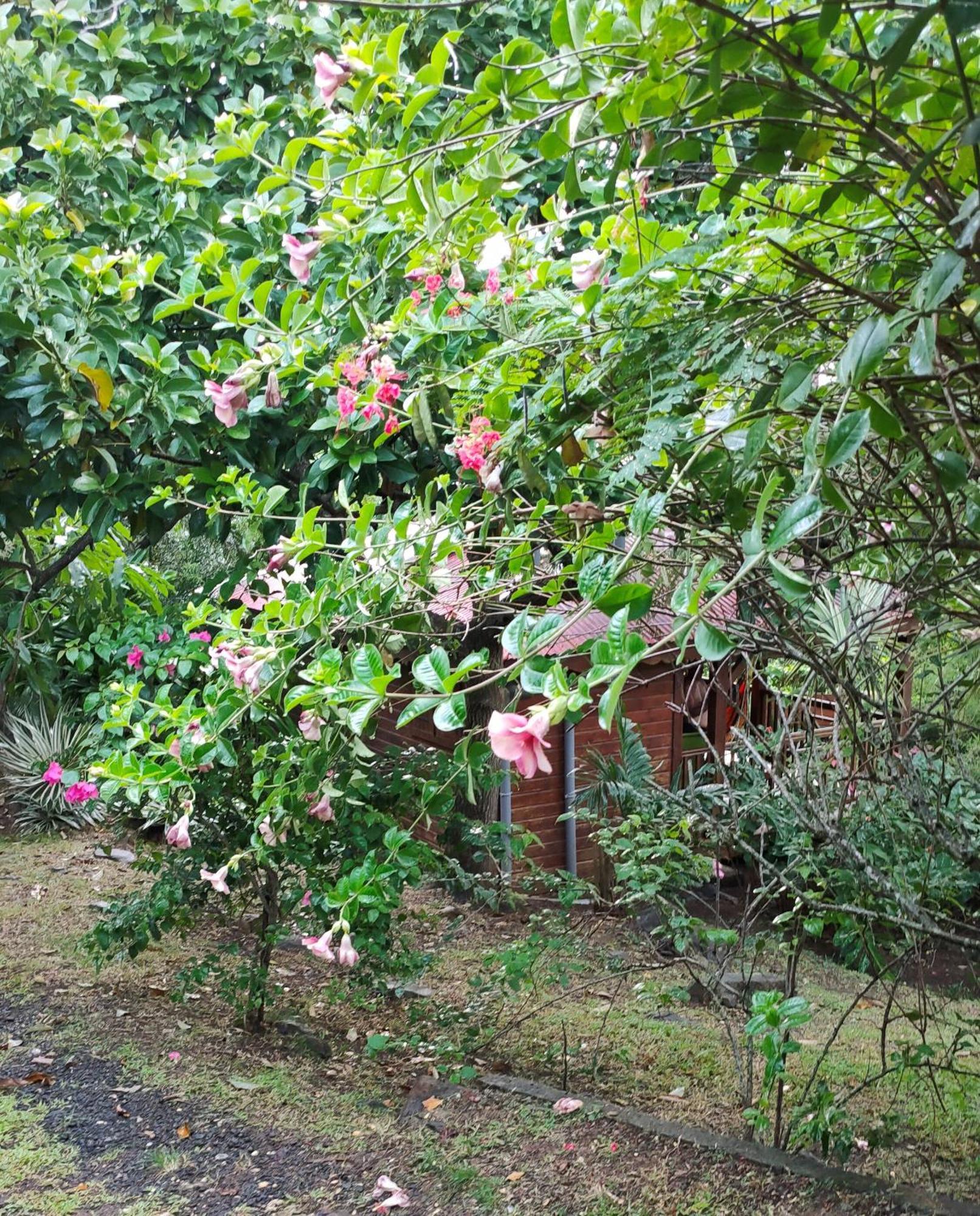 Au Vieux Manguier Casa de férias Deshaies