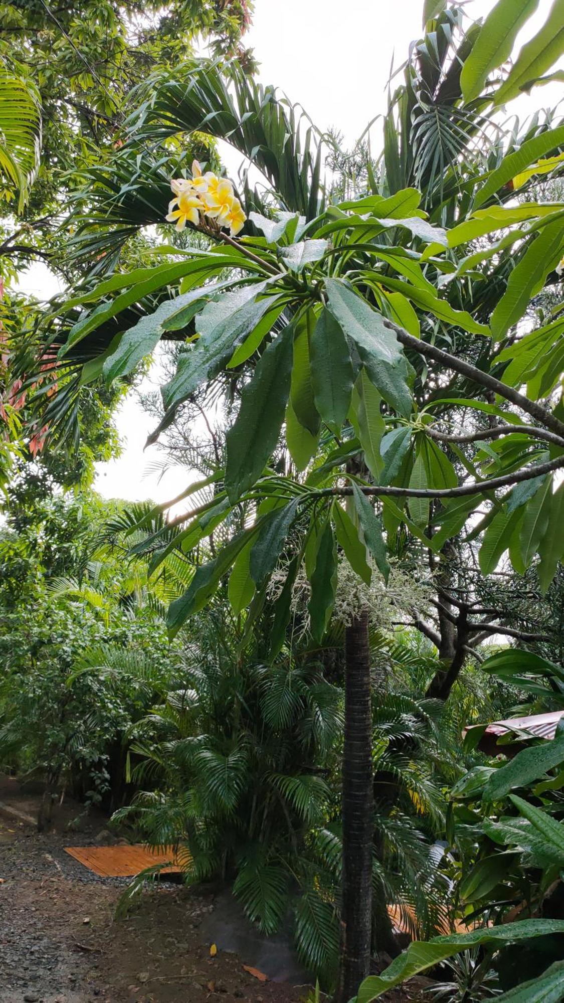 Au Vieux Manguier Casa de férias
