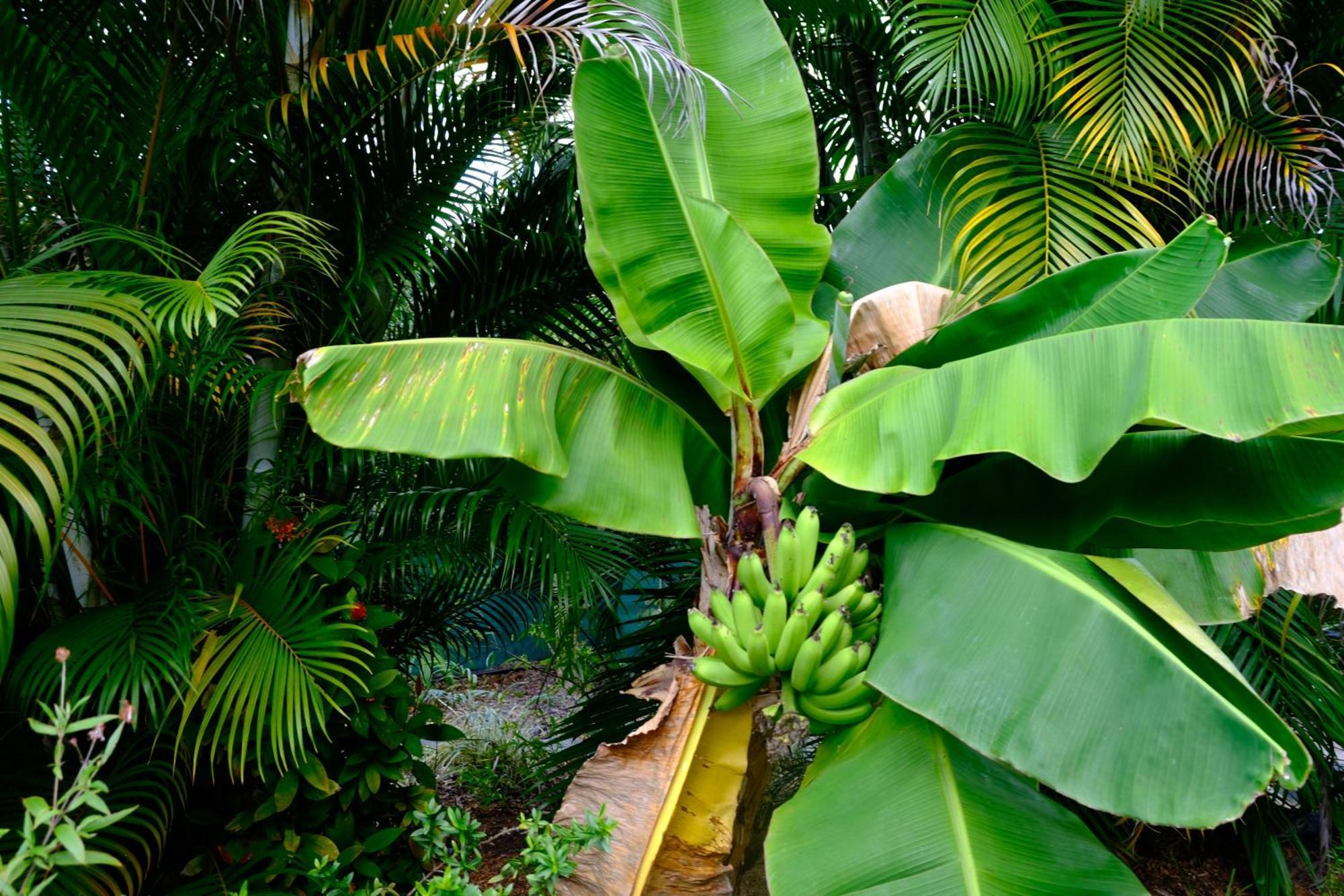 Holiday home Nid Kreyol Sainte-Anne (Grande-Terre)