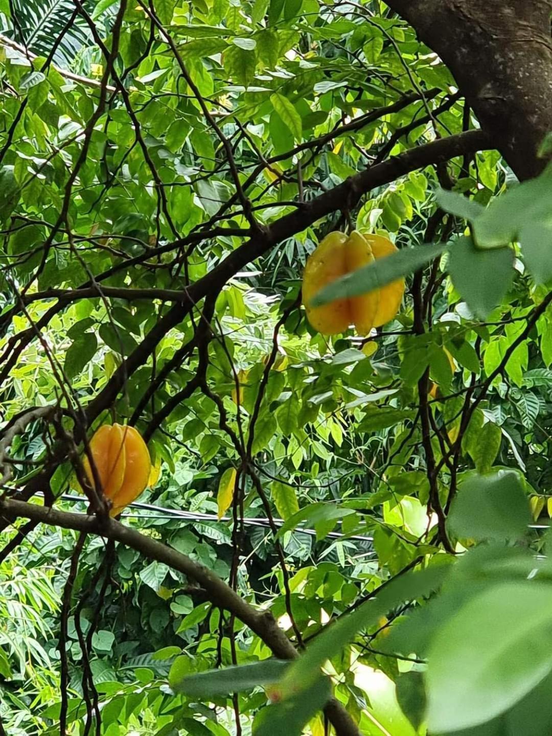 Hibiscus Valley Pensão 3*