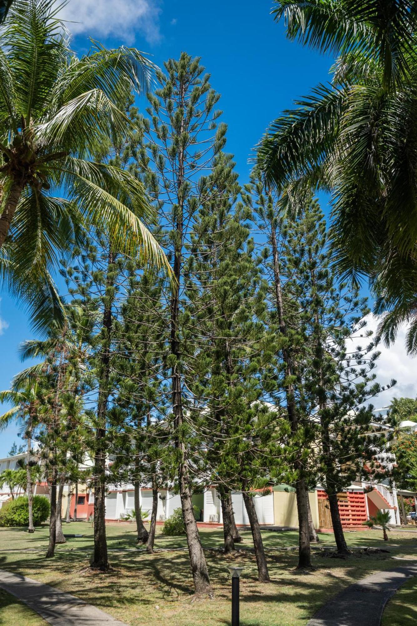 Apartamento Anse Des Rochers *