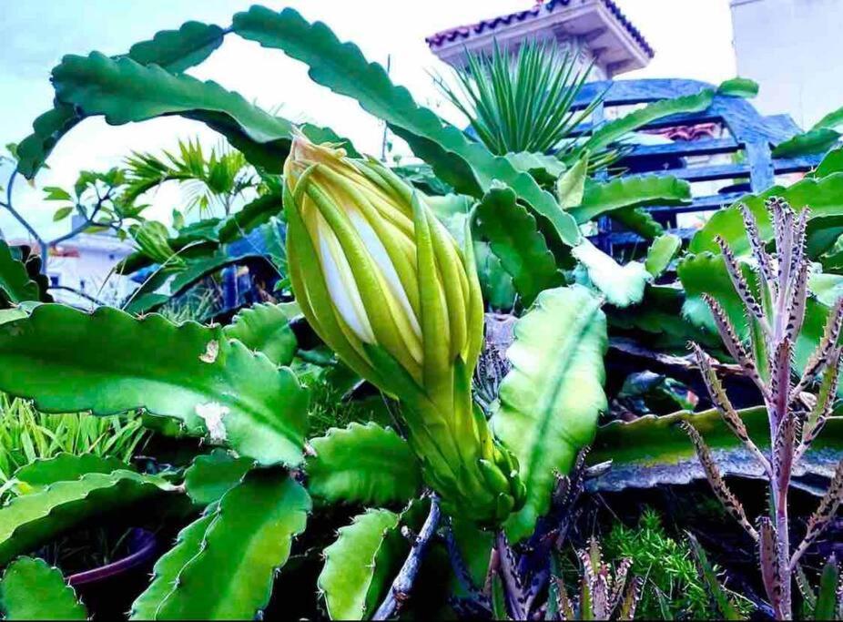 Fresh Tropical Colonial Style Walk-up- Rooftop Terrace- View *