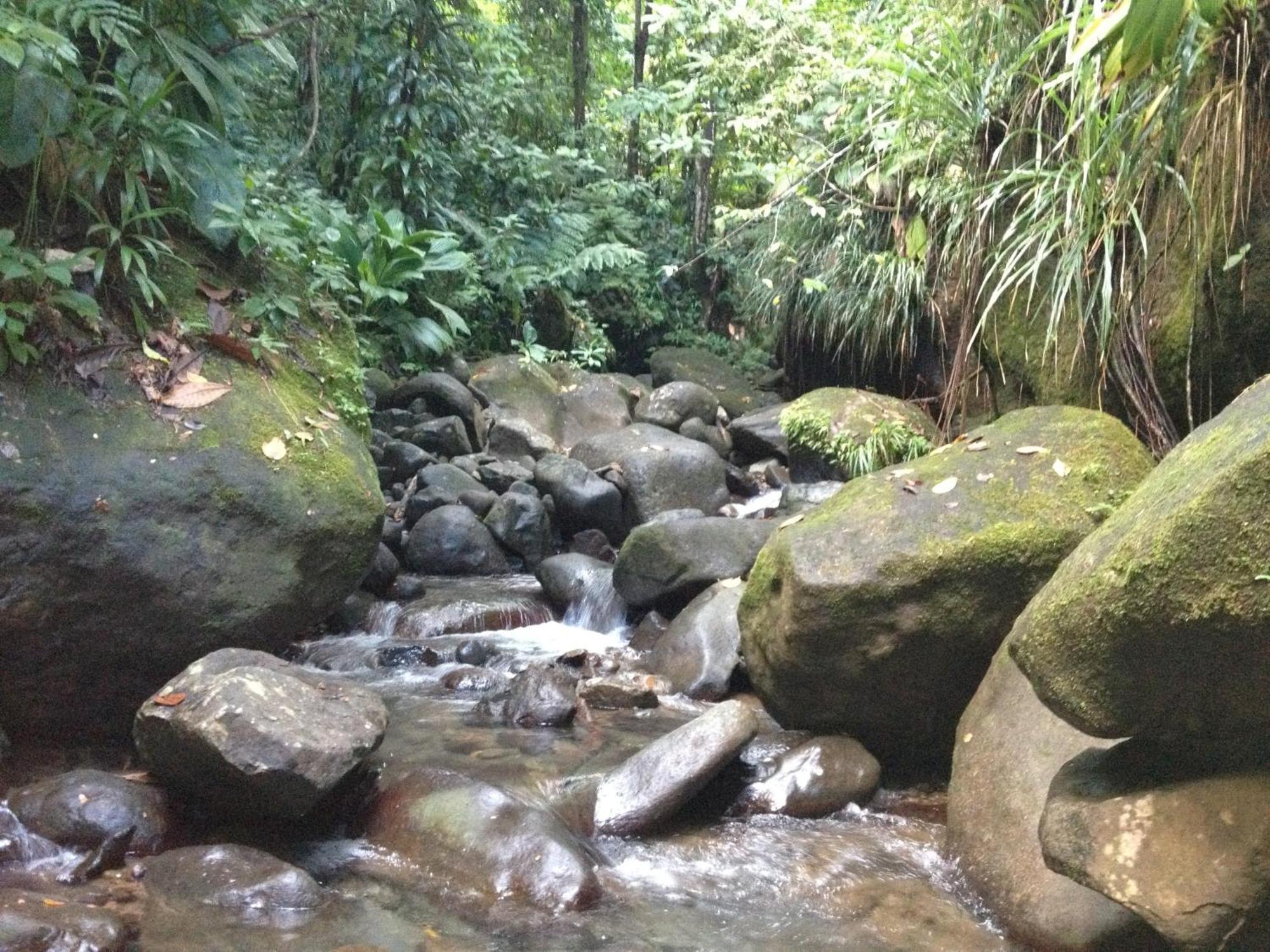 Roots Jungle Retreat