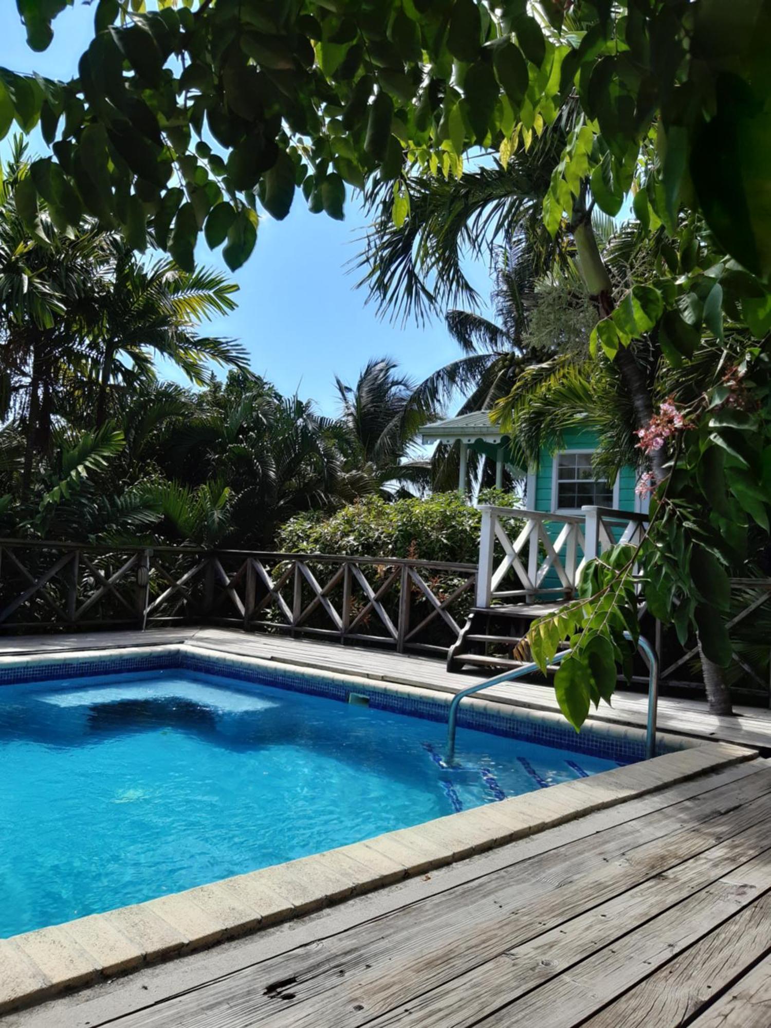 Lodge Palm *