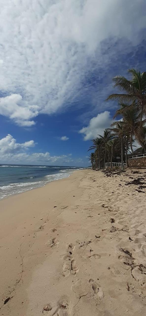 Bambou * Saint-Francois (Grande-Terre)