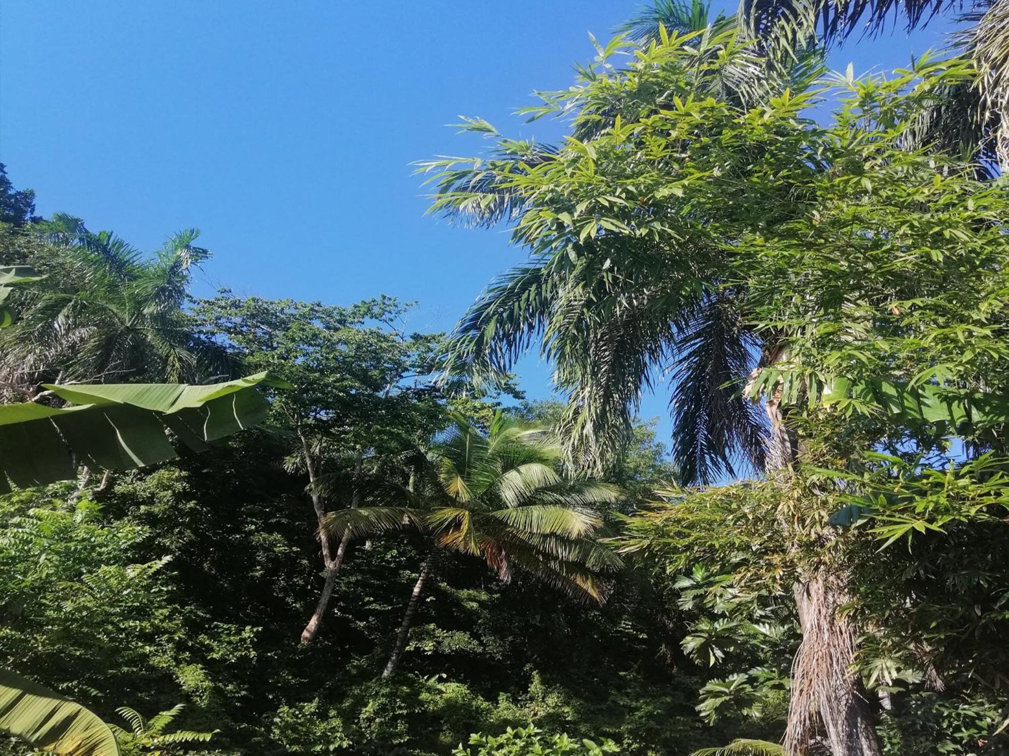 Aparthotel House Jardin Del Caribe
