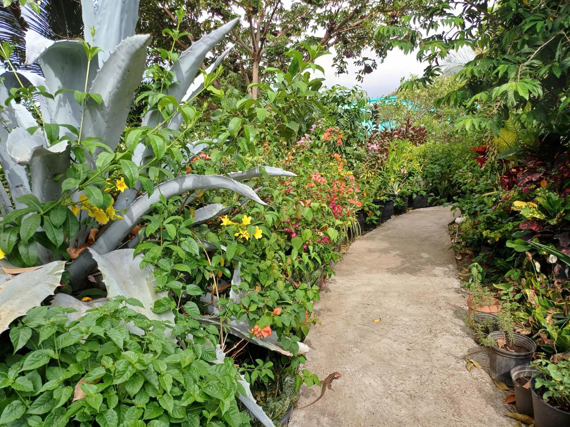Papaya Casa de hóspedes Oranjestad (Sint Eustatius)