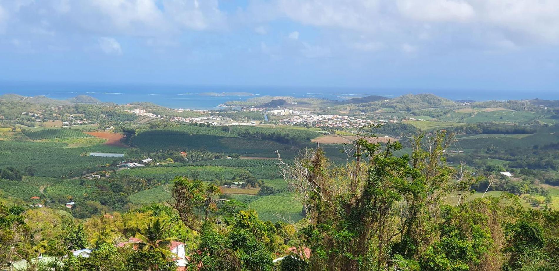 Les Dnj Martinique