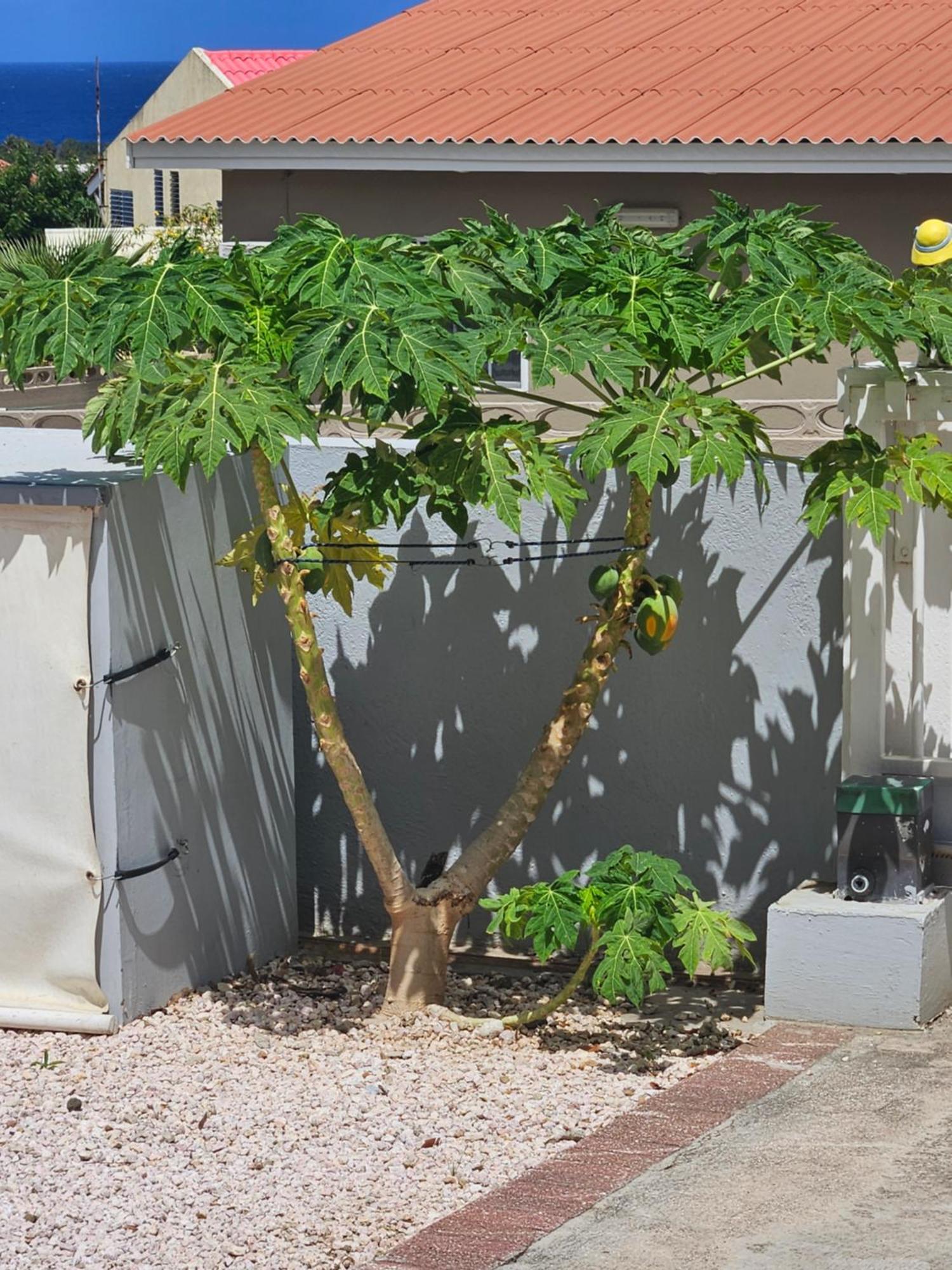 Raven's Paradise Apartment Willemstad