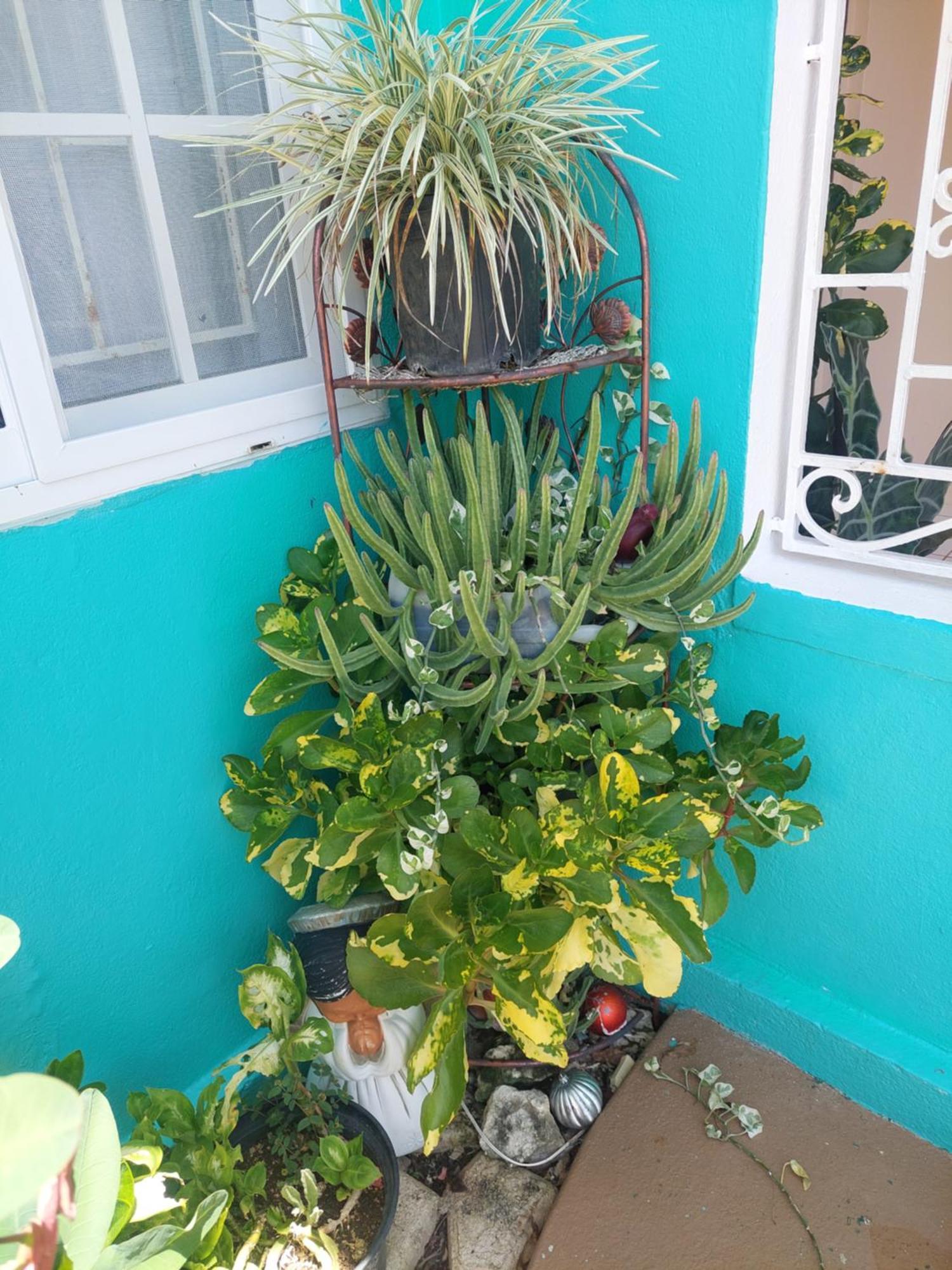 Alex's Place - Tim Pappies Port Antonio