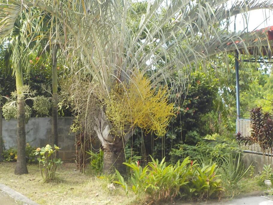 Tropical Garden *