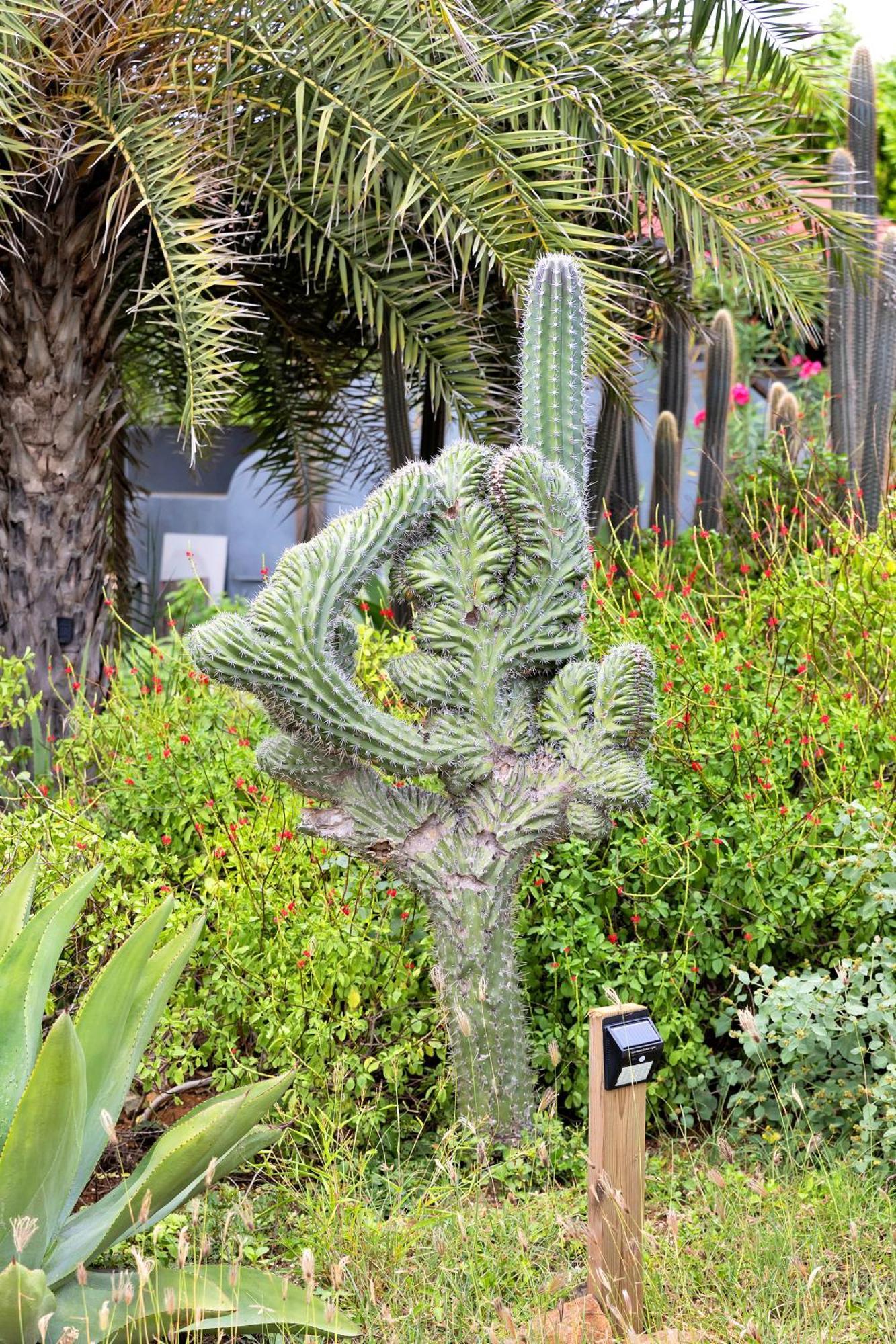 Red Palm Village Resort Playa