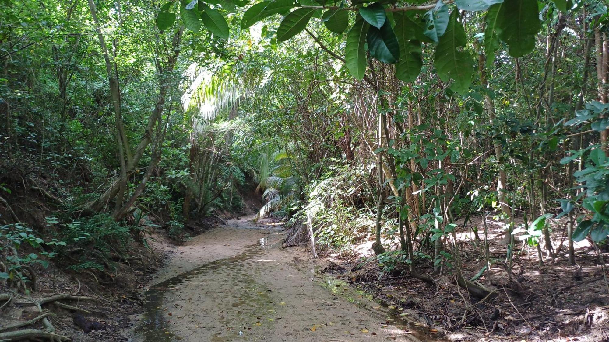 Rooster Run Glamping Has Rooftop And Off The Ground Glamping Experience For 1 To 16 In A Single Tent And Views Of The Rain Forrest And To Culebra Across The Atlantic Ocean W Tents, Linens, Deluxe Air Beds, Warm Shower And At A Great Pric Luxury tent
