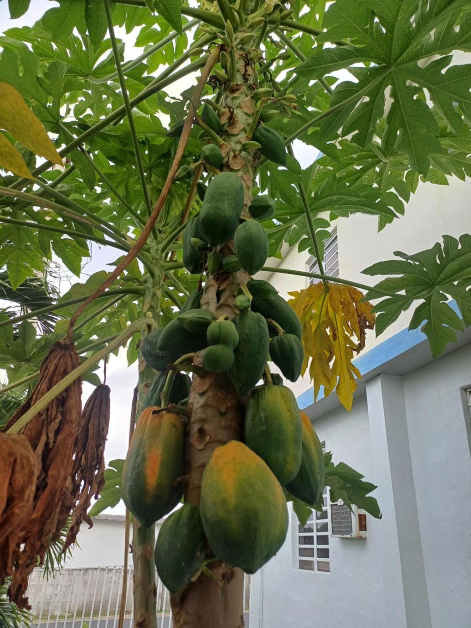 Rooster Run Glamping Has Rooftop And Off The Ground Glamping Experience For 1 To 16 In A Single Tent And Views Of The Rain Forrest And To Culebra Across The Atlantic Ocean W Tents, Linens, Deluxe Air Beds, Warm Shower And At A Great Pric Vieques
