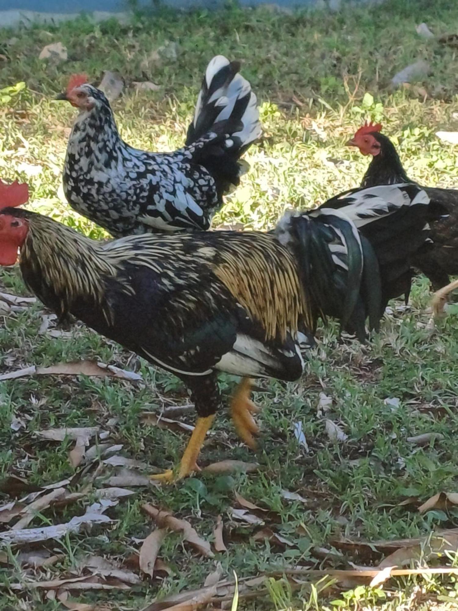 Rooster Run Glamping Has Rooftop And Off The Ground Glamping Experience For 1 To 16 In A Single Tent And Views Of The Rain Forrest And To Culebra Across The Atlantic Ocean W Tents, Linens, Deluxe Air Beds, Warm Shower And At A Great Pric Luxury tent