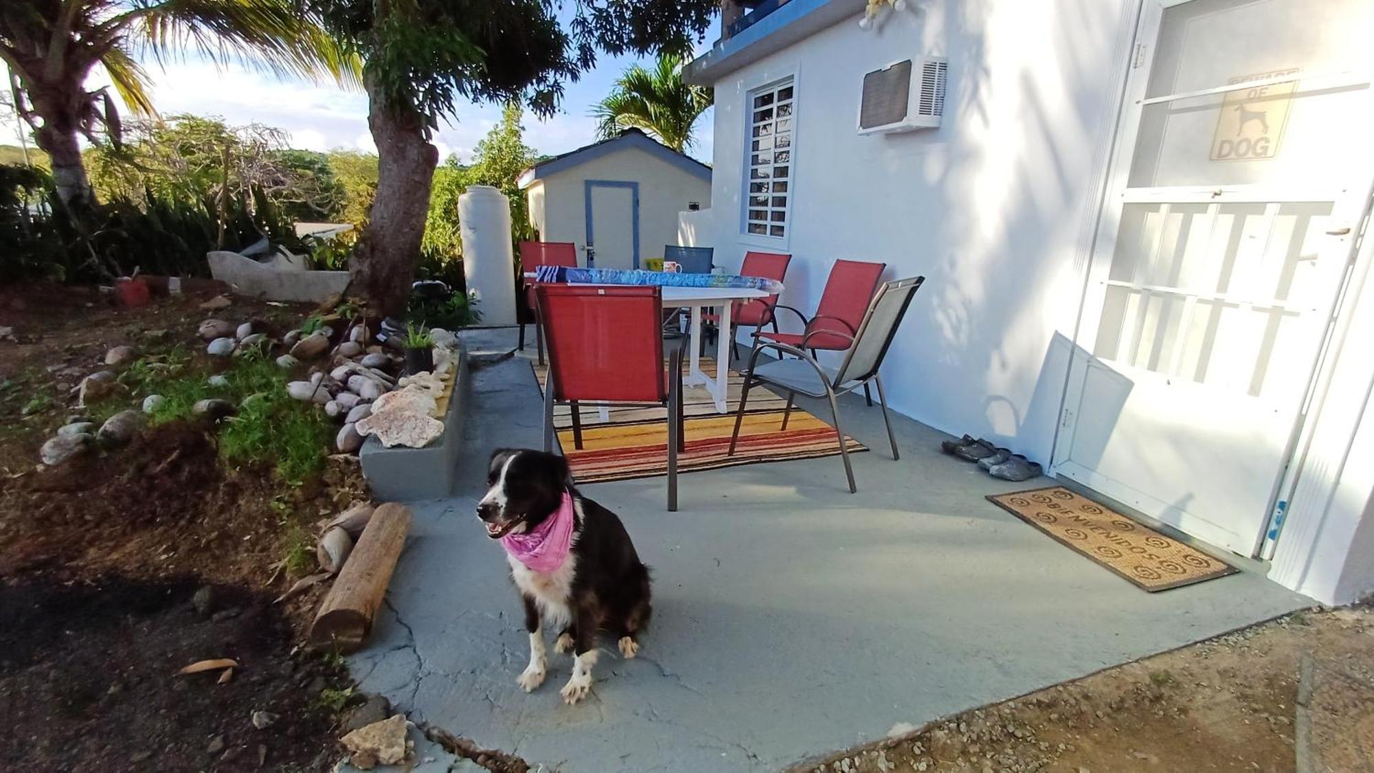 Rooster Run Glamping Has Rooftop And Off The Ground Glamping Experience For 1 To 16 In A Single Tent And Views Of The Rain Forrest And To Culebra Across The Atlantic Ocean W Tents, Linens, Deluxe Air Beds, Warm Shower And At A Great Pric * Vieques