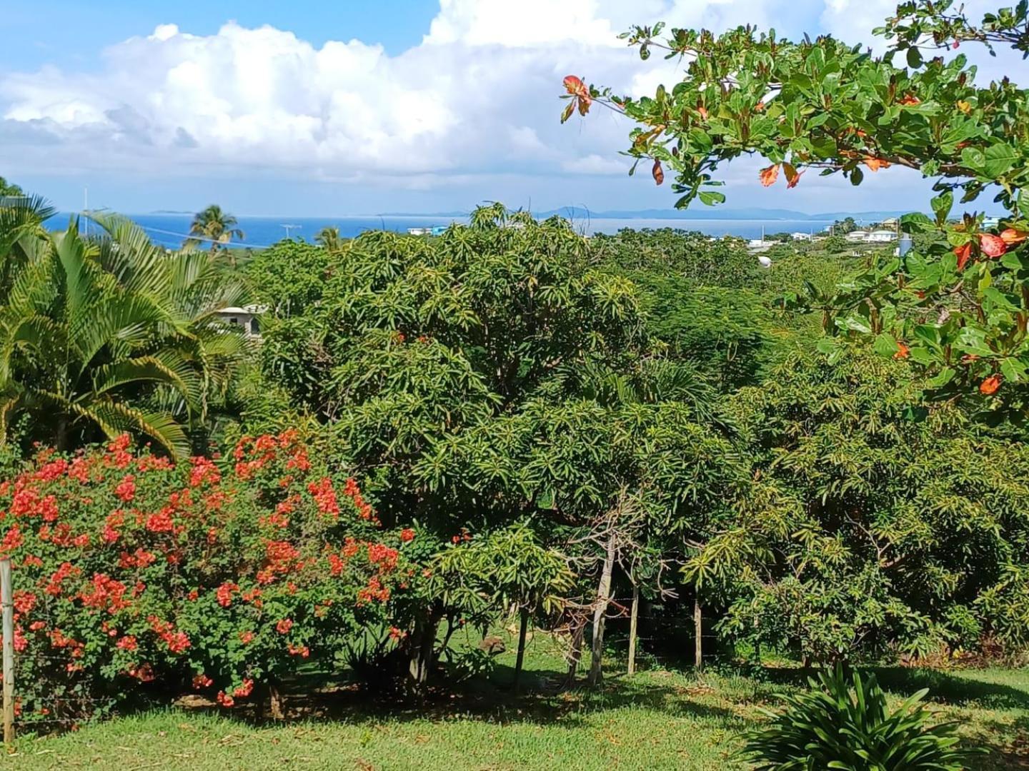 Luxury tent Rooster Run Glamping Has Rooftop And Off The Ground Glamping Experience For 1 To 16 In A Single Tent And Views Of The Rain Forrest And To Culebra Across The Atlantic Ocean W Tents, Linens, Deluxe Air Beds, Warm Shower And At A Great Pric *