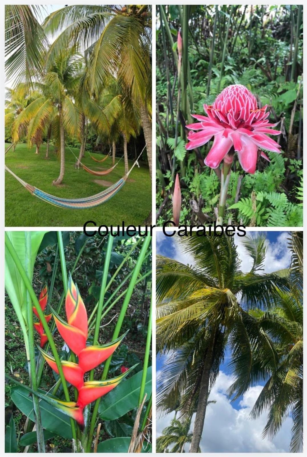 Couleur Caraibes-cocobeach Martinique Pierre Et