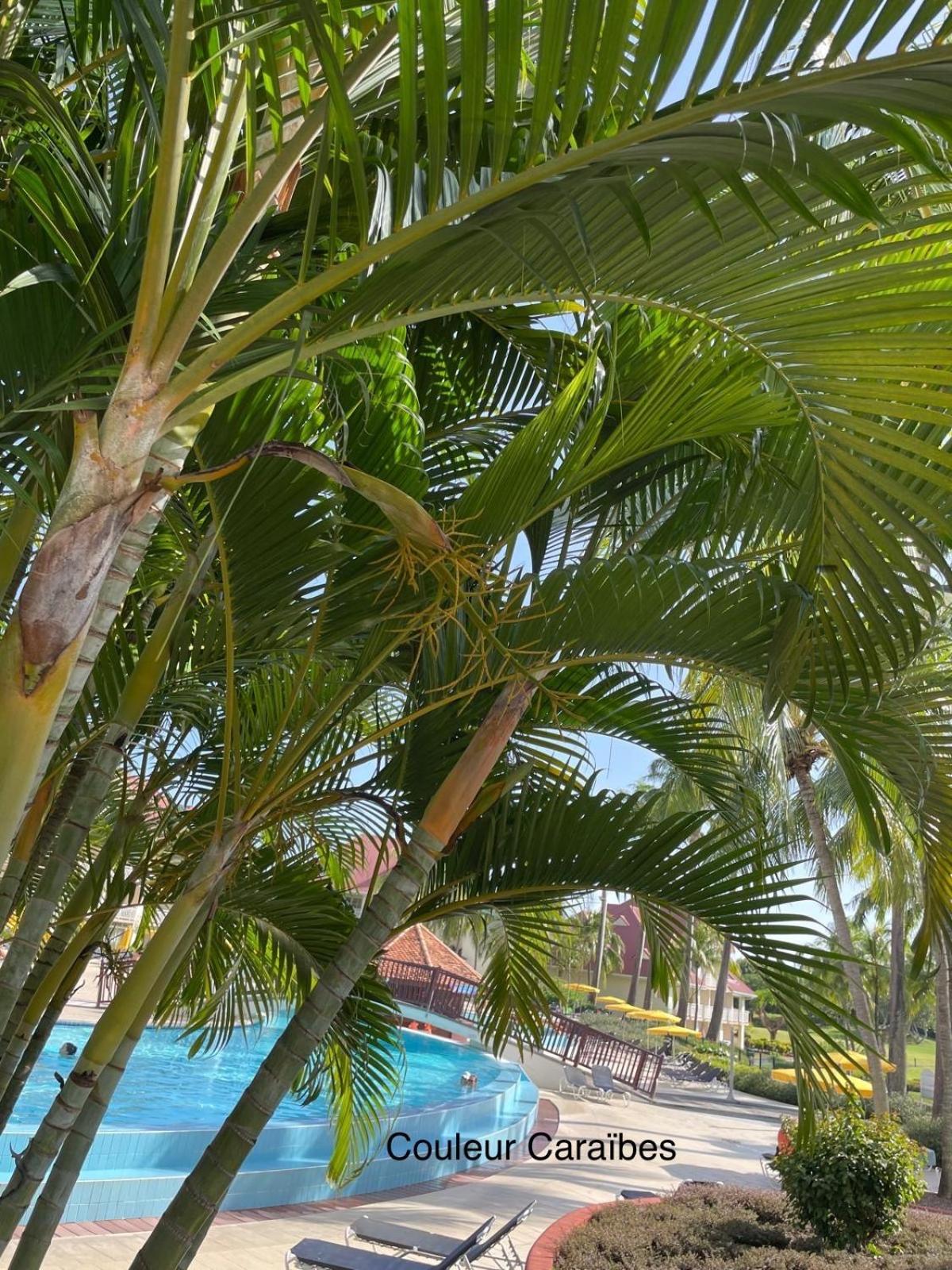 Couleur Caraibes-cocobeach Martinique Pierre Et Apartment Sainte-Luce