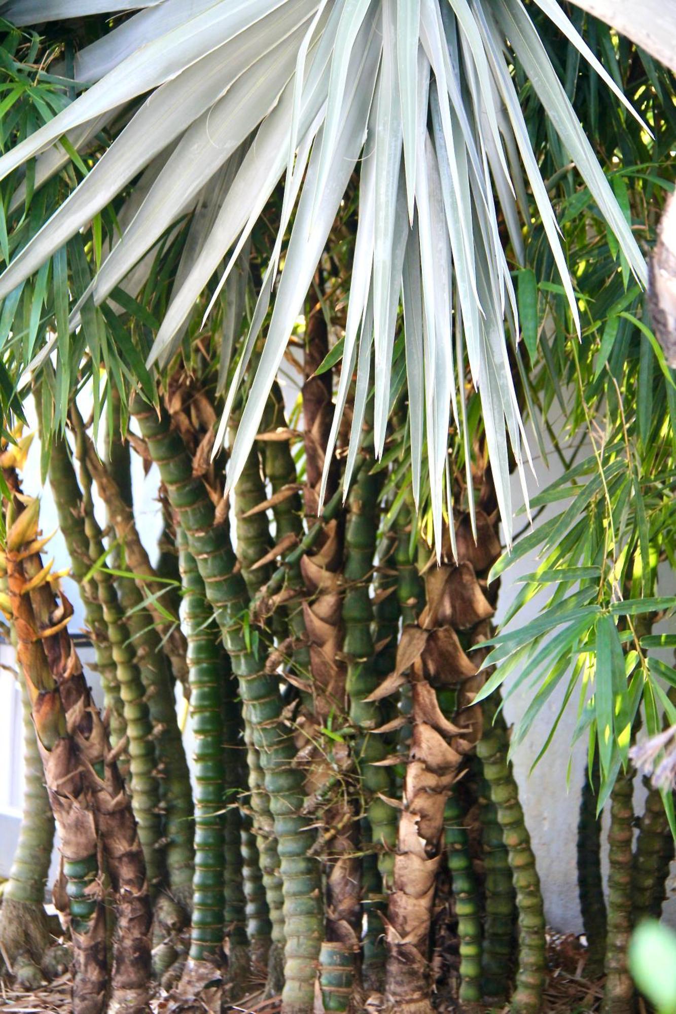 Le Baobab Rouge - Reservee Aux Femmes Guest house Le Lamentin