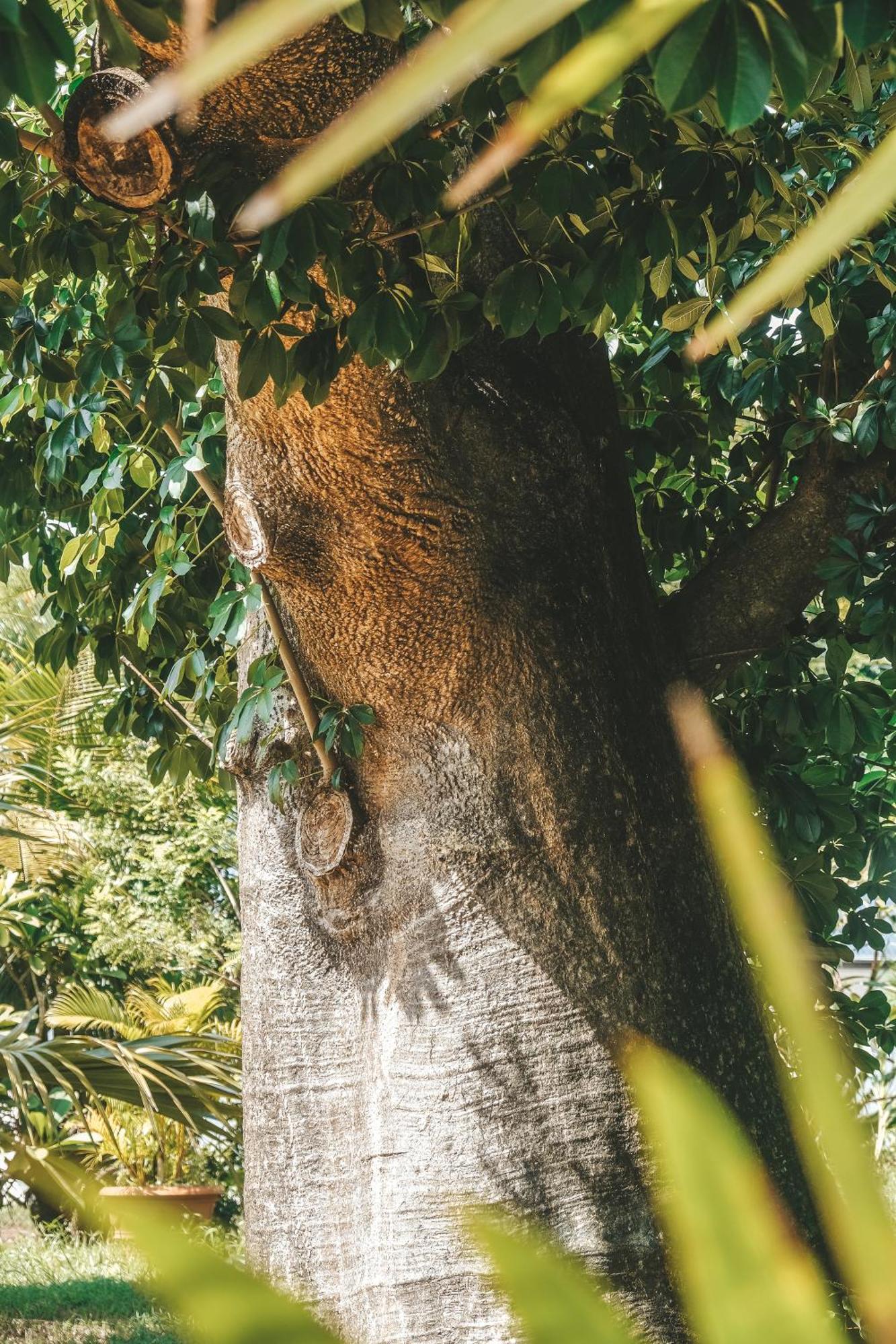 Le Baobab Rouge - Reservee Aux Femmes