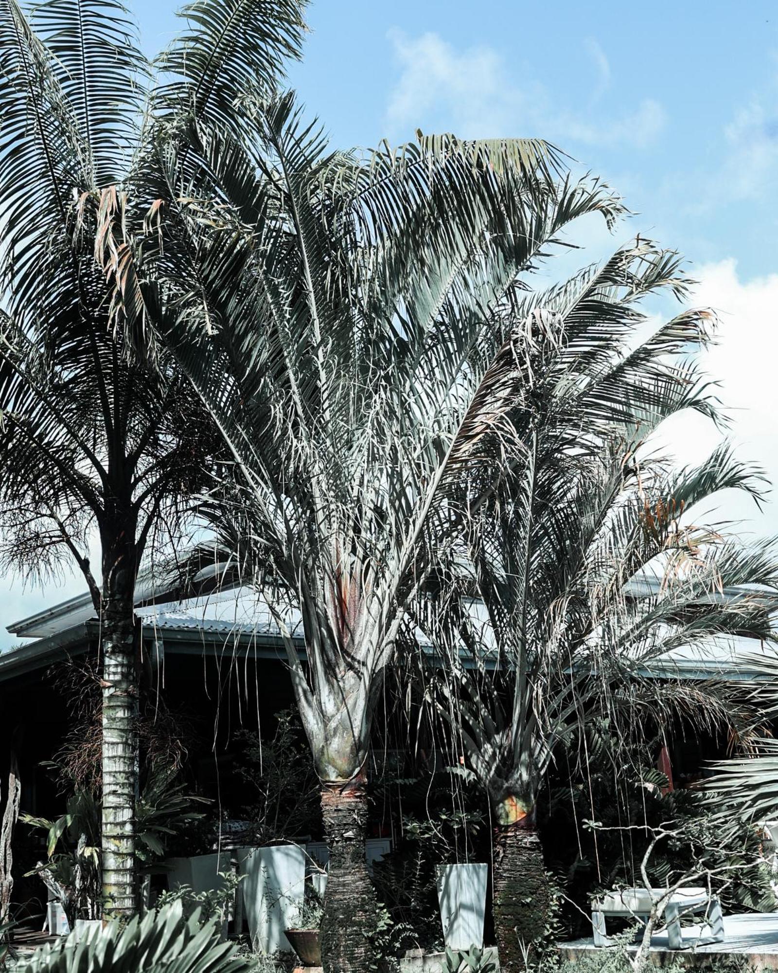Le Baobab Rouge - Reservee Aux Femmes Guest house Le Lamentin