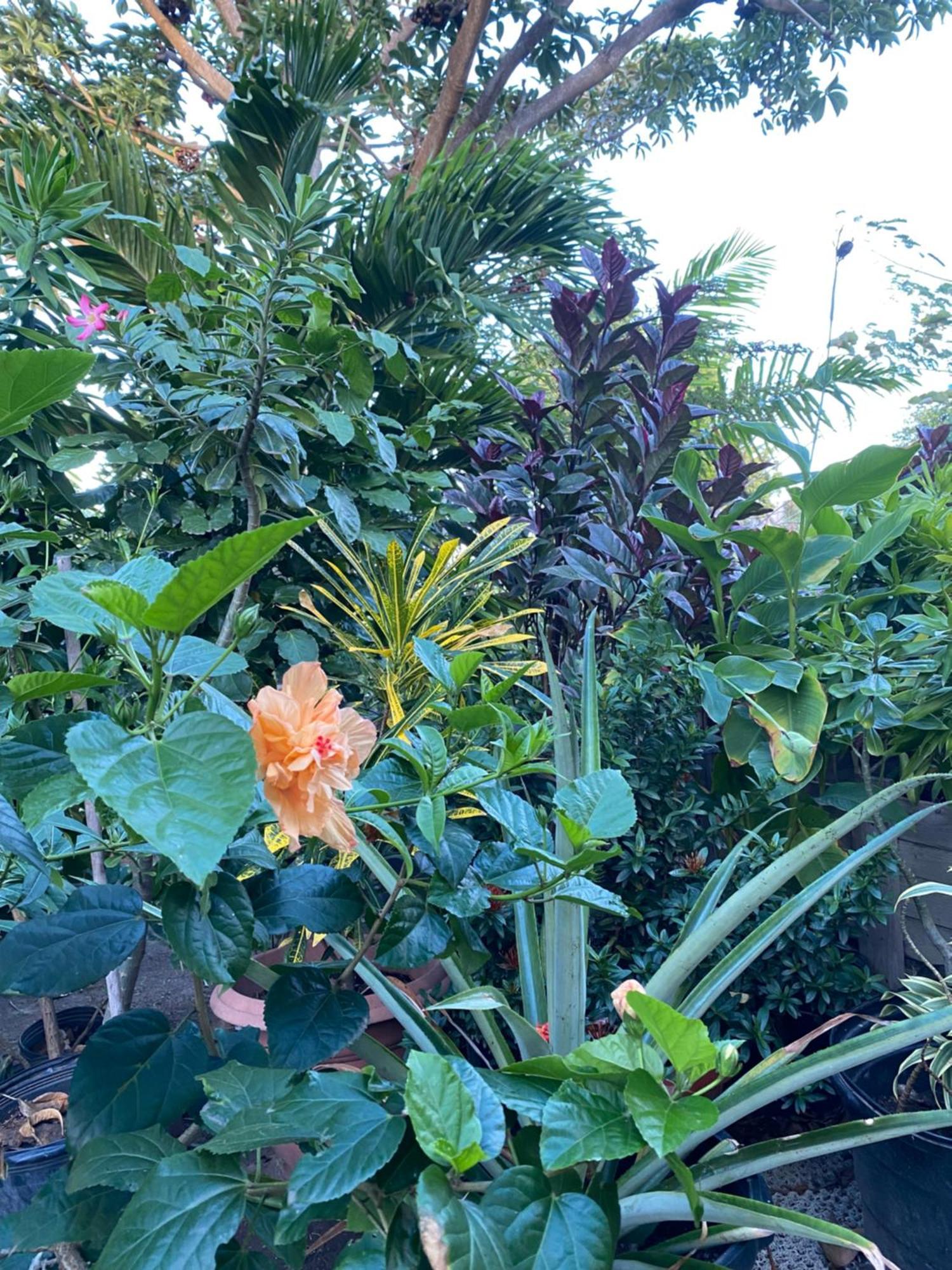 Casa de hóspedes Papaya *