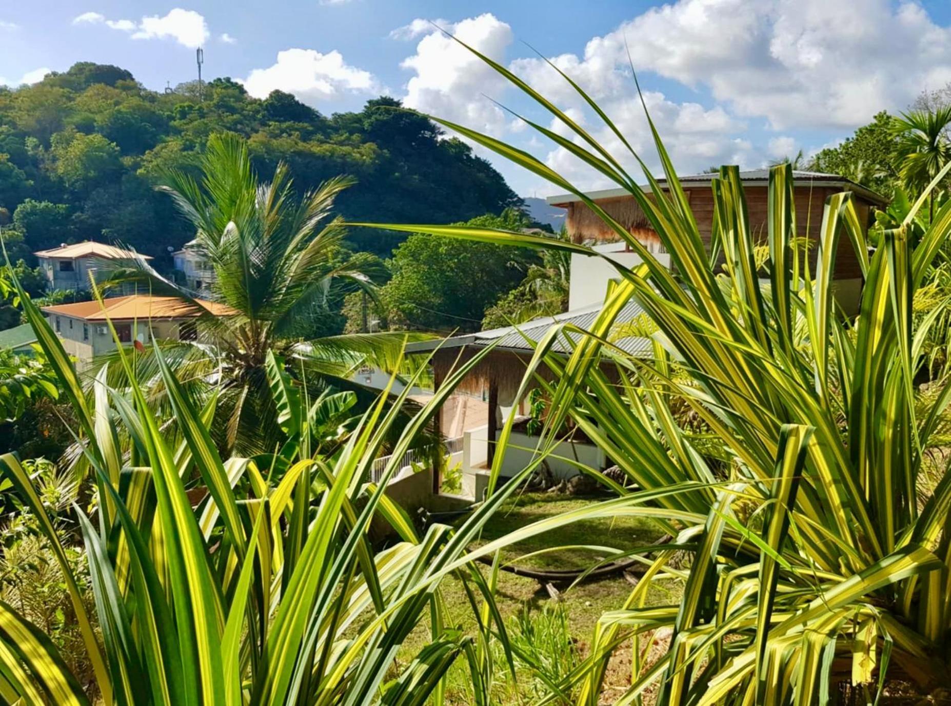 Cocotier, Elegant T3 Avec Jardin Tropical