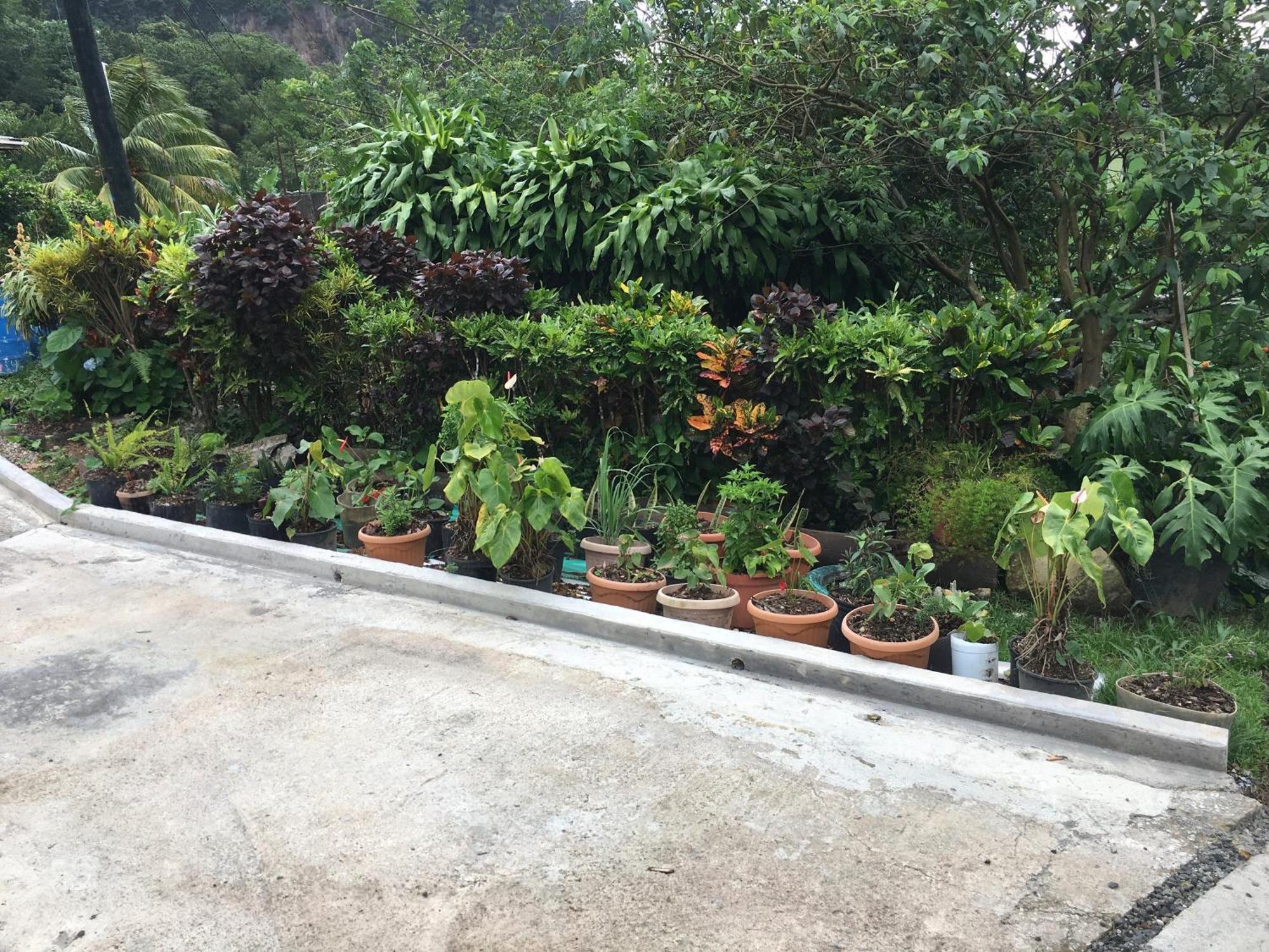Anthurium Apartment