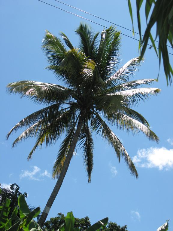 Palm Lodge Castries