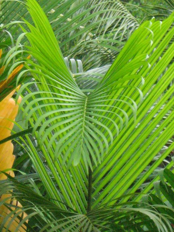 Lodge Palm *