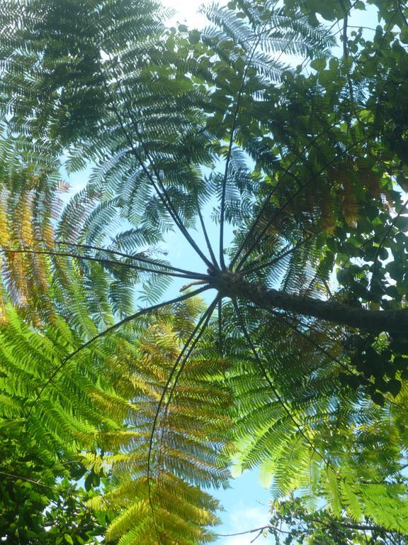 Palm Castries