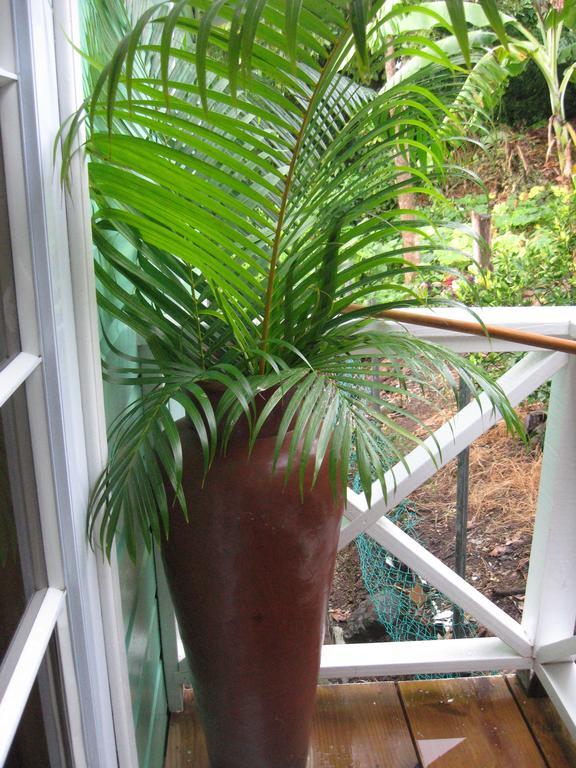 Palm