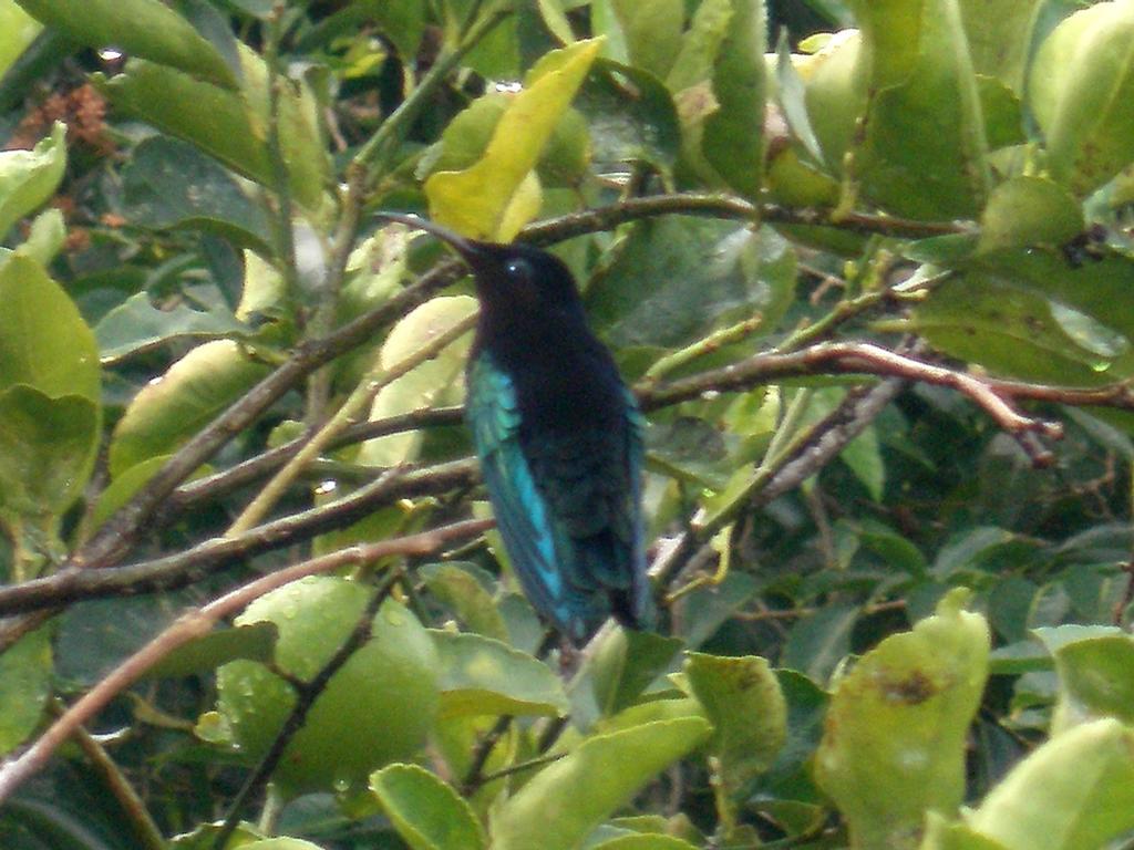 Oasis De Grande Anse Villa *