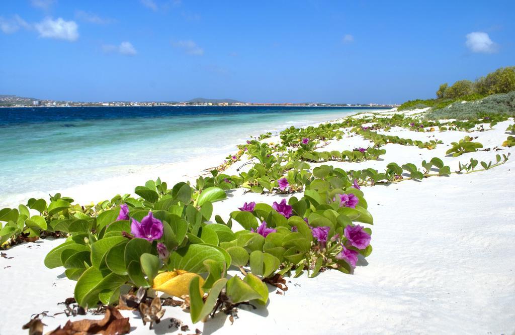 City Bonaire * Bonaire