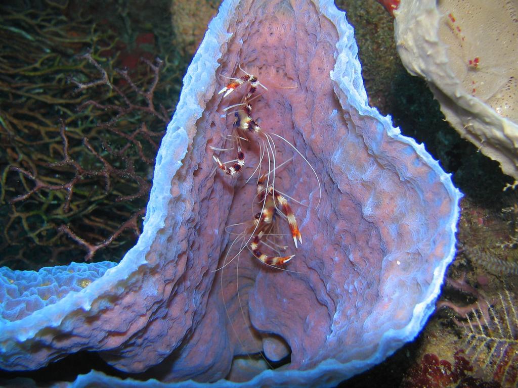Sunset Bay Club & Seaside Dive
