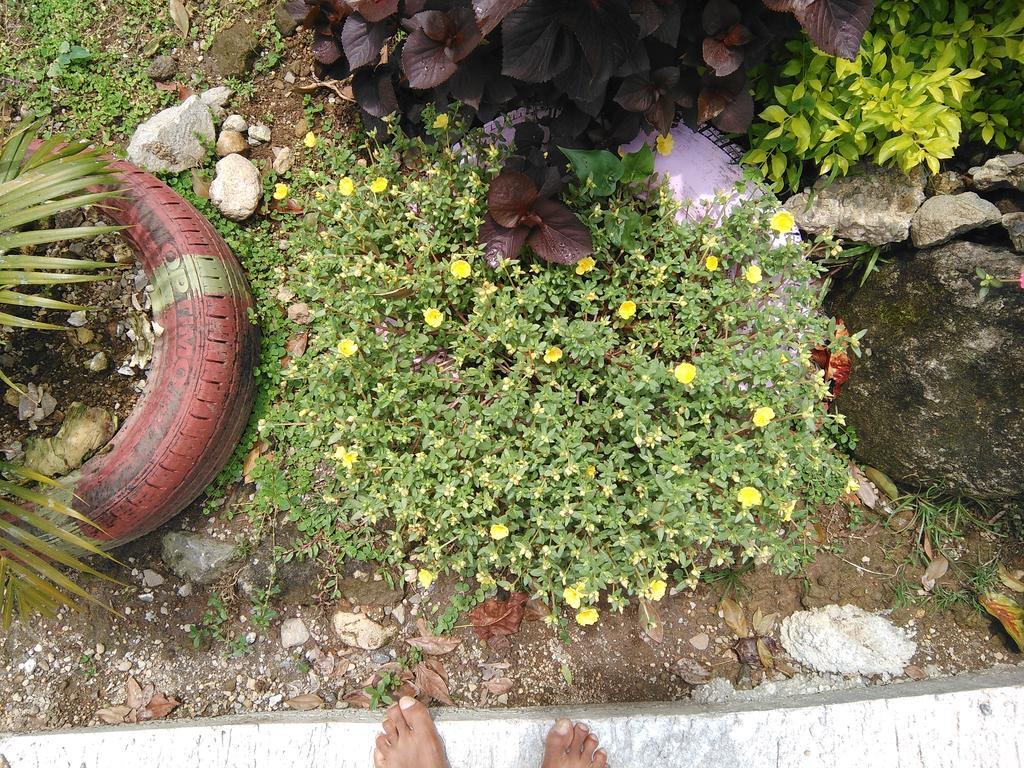 Apartment Anthurium Roseau
