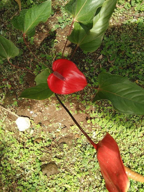 Anthurium