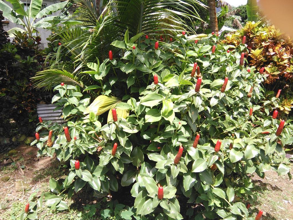 Apartment Anthurium